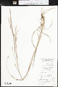 Schizachyrium scoparium subsp. scoparium image