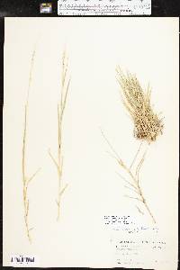 Setaria reverchonii image