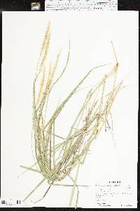 Setaria leucopila image