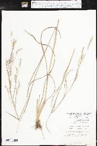 Schizachyrium scoparium subsp. scoparium image