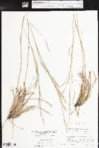 Schizachyrium scoparium subsp. scoparium image