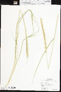 Setaria leucopila image