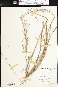 Schizachyrium scoparium subsp. scoparium image