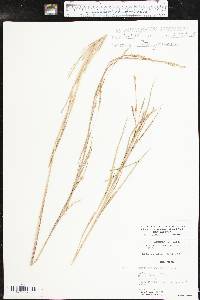 Schizachyrium scoparium subsp. scoparium image