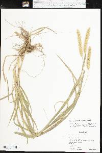 Setaria pumila image