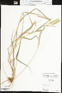 Setaria pumila image