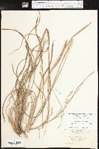 Schizachyrium scoparium subsp. scoparium image