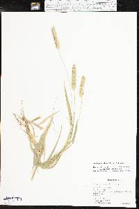 Setaria pumila image