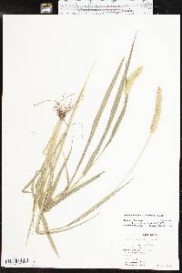 Setaria pumila image