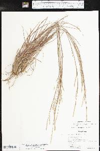 Schizachyrium scoparium subsp. scoparium image