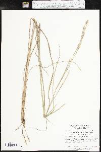 Schizachyrium scoparium subsp. scoparium image