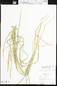 Setaria leucopila image