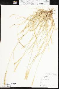 Setaria leucopila image