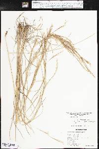 Schizachyrium scoparium subsp. scoparium image