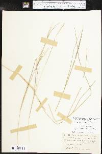 Schizachyrium scoparium subsp. scoparium image