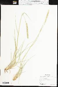 Setaria leucopila image