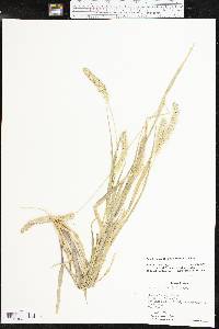 Setaria pumila image