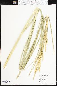 Spartina pectinata image