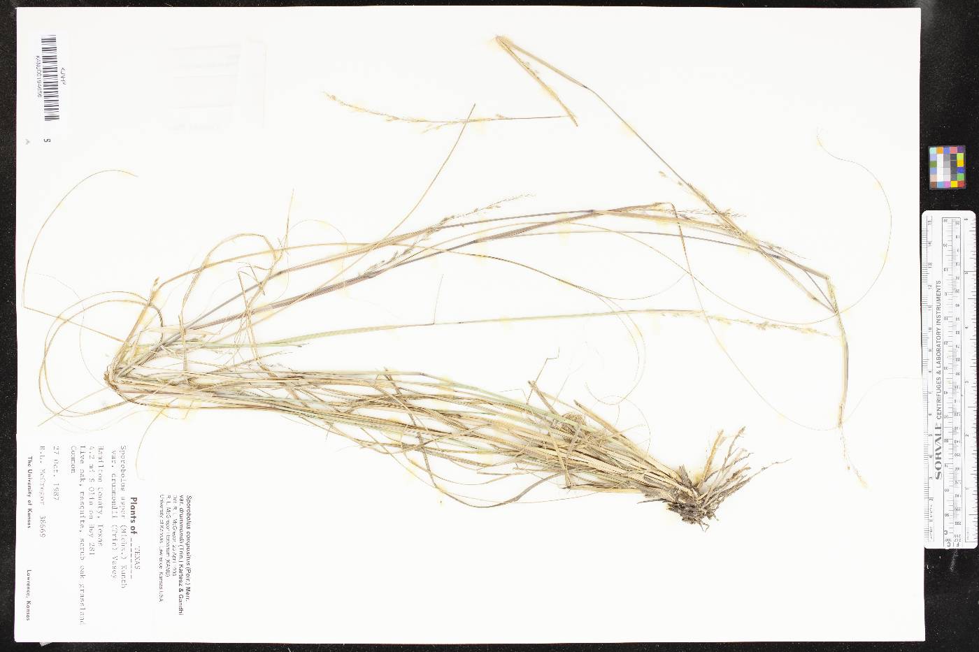 Sporobolus compositus var. drummondii image