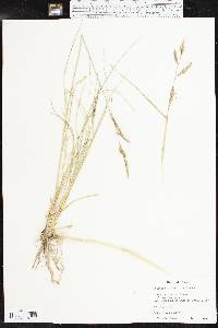 Spartina patens image