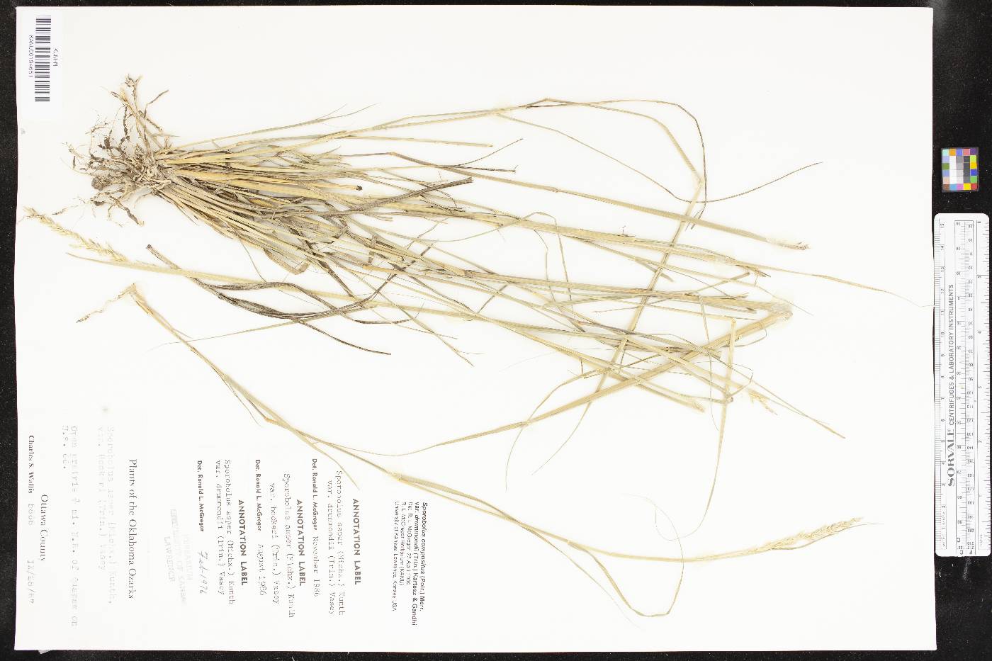Sporobolus compositus var. drummondii image