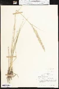 Tridens albescens image