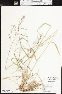 Tridens flavus var. flavus image