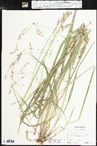 Tridens flavus var. flavus image