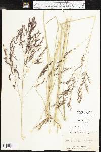 Tridens flavus var. flavus image