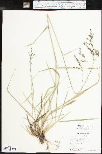 Tridens flavus var. flavus image