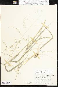 Tridens eragrostoides image