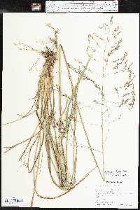 Tridens flavus var. flavus image