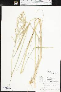 Tridens flavus var. flavus image
