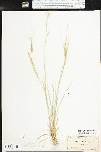 Nassella leucotricha image