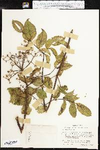 Aralia spinosa image