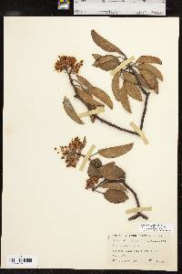 Arbutus xalapensis image