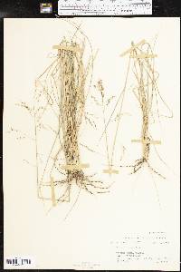 Tridens texanus image