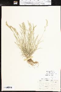 Vulpia octoflora var. glauca image