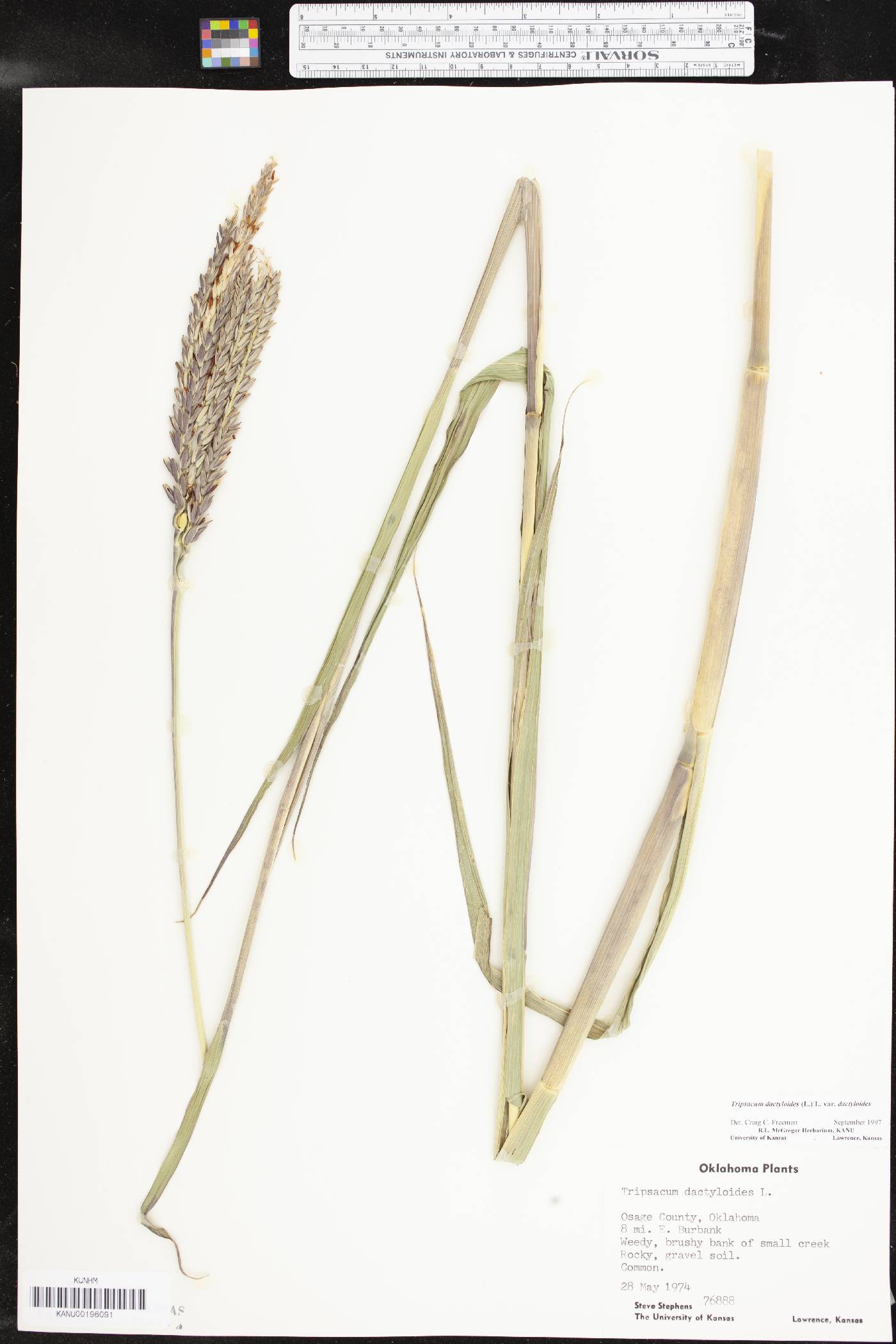 Tripsacum dactyloides var. dactyloides image
