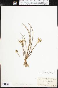 Androstephium coeruleum image