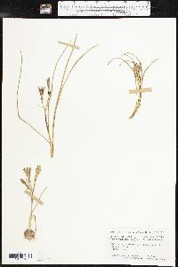 Androstephium coeruleum image