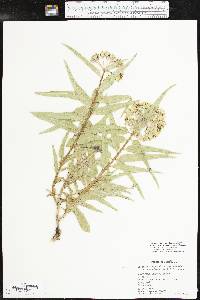 Asclepias asperula image