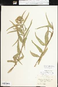 Asclepias asperula image