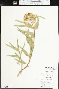 Asclepias asperula image