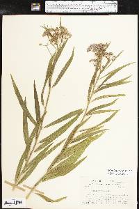 Asclepias incarnata subsp. incarnata image