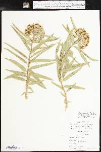 Asclepias asperula image