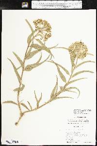 Asclepias asperula subsp. capricornu image