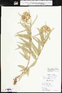 Asclepias asperula image