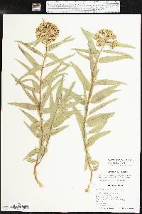 Asclepias asperula image