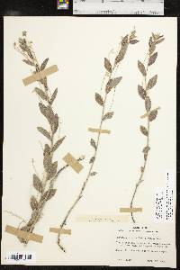 Argythamnia aphoroides image
